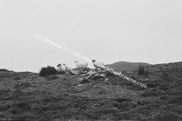 SLIEVE LEAGUE PARK NATIVES  (SHEEP)